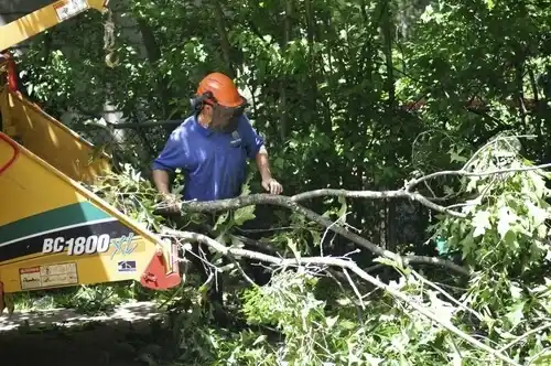 tree services East Rockaway